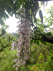 Dendrobium aphyllum
