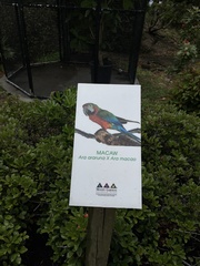 Ara ararauna × macao