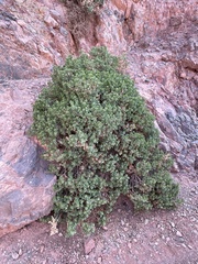 Ericameria cuneata spathulata