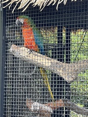 Ara ararauna × macao