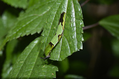 Stibochiona nicea