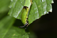 Stibochiona nicea