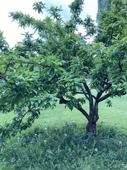 Crataegus germanica