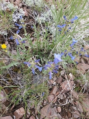 Penstemon radicosus