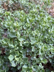 Ericameria cuneata spathulata