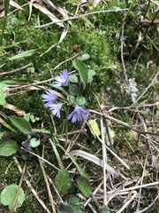 Soldanella montana