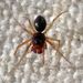 Hook-toothed Money Spider - Photo (c) K Schneider, some rights reserved (CC BY-NC), uploaded by K Schneider