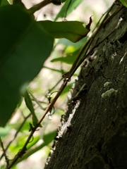 Crematogaster pilosa