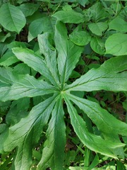 Podophyllum