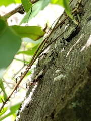 Crematogaster pilosa