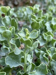 Ericameria cuneata spathulata