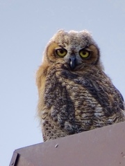 Great Horned Owl photo 5