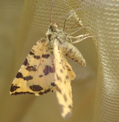 Pseudopanthera macularia