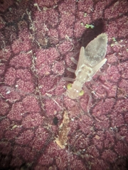 Trichopsocus