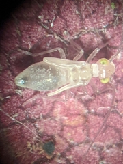 Trichopsocus