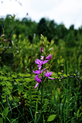 Calopogon tuberosus