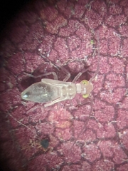 Trichopsocus
