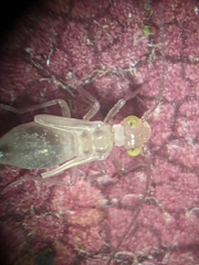 Trichopsocus