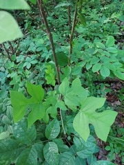 Liriodendron chinense