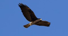 Geranoaetus albicaudatus