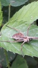 Pisaura mirabilis