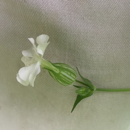 Bladder campion (Silene latifolia)