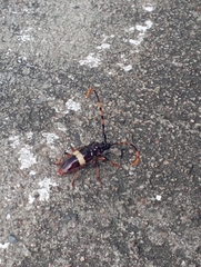 Trachyderes succinctus