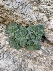 Holmgrenanthe petrophila