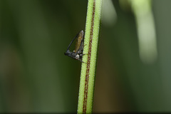 Leptobelus sauteri
