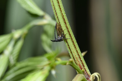 Leptobelus sauteri