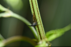 Leptobelus sauteri