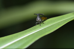 Leptobelus sauteri