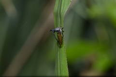 Leptobelus sauteri