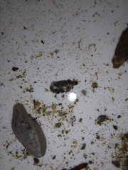 Glossosoma