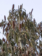 Leucosceptrum canum