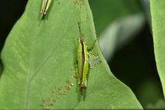 Gesonula punctifrons