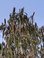 Leucosceptrum canum