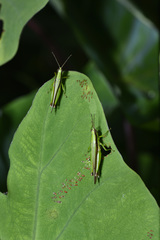 Gesonula punctifrons