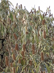 Leucosceptrum canum