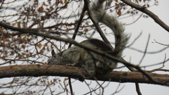 Sciurus variegatoides dorsalis