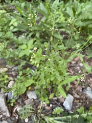 Capsella bursa-pastoris