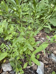 Capsella bursa-pastoris