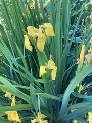 Iris pseudacorus