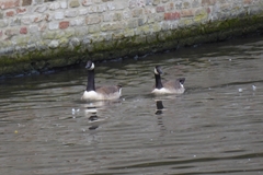 Branta canadensis