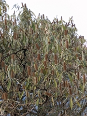 Leucosceptrum canum