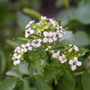 Watercress - Photo (c) Andrew Tree, some rights reserved (CC BY-NC), uploaded by Andrew Tree