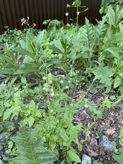 Capsella bursa-pastoris