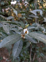 Camellia kissii