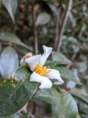 Camellia kissii