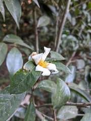 Camellia kissii